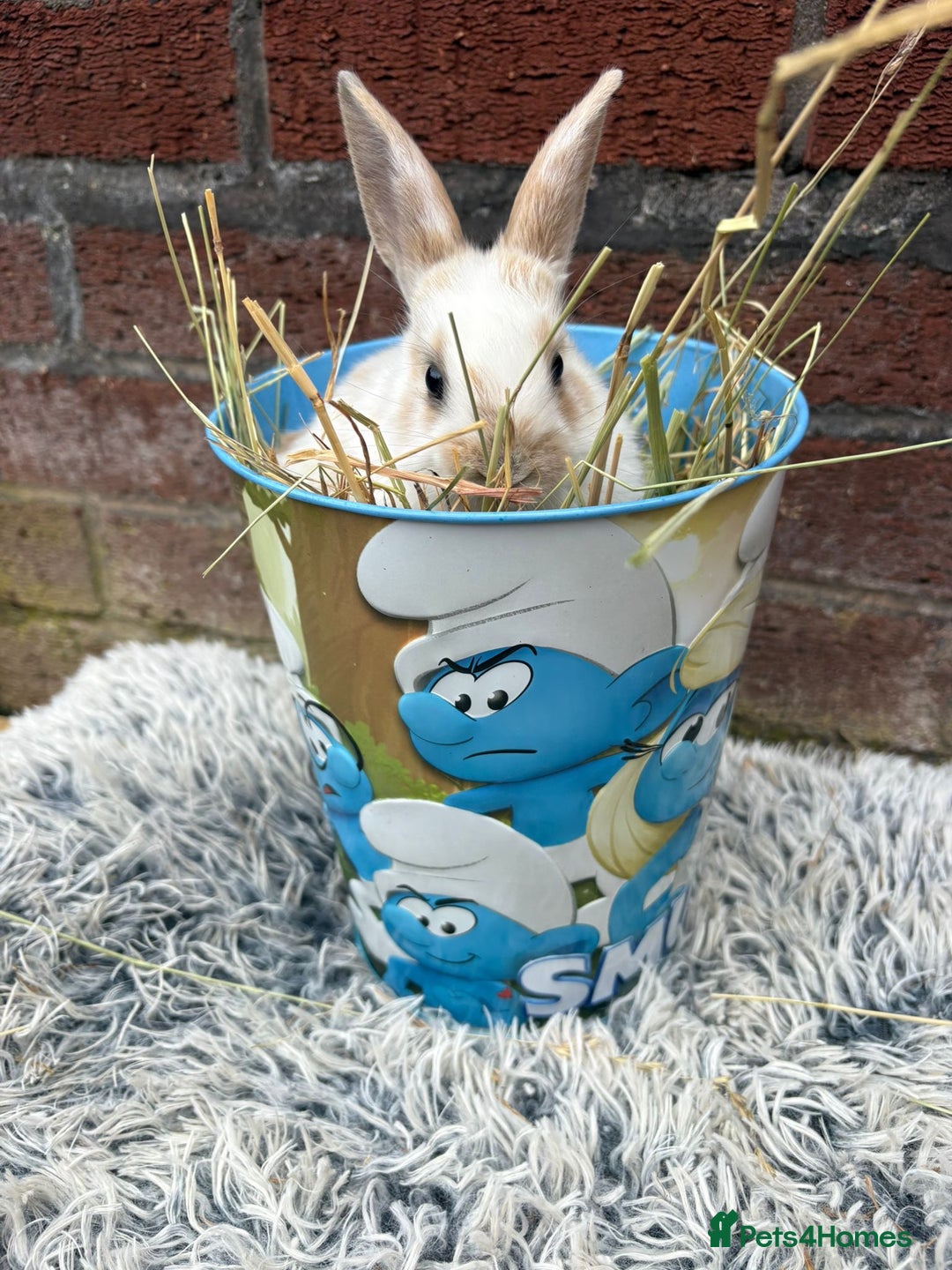 Lionhead rabbits for sale: lionhead  - Image 7