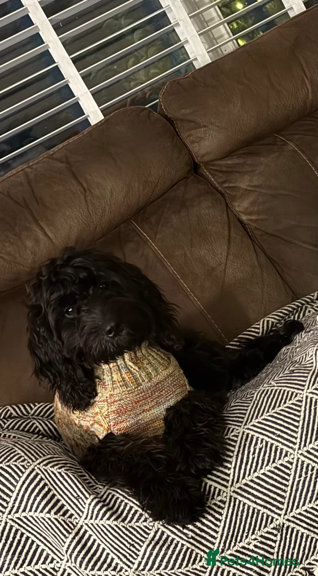 Cockapoo dogs for sale: Lola  - Advert 1