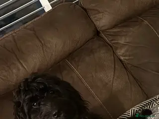 Cockapoo dogs Lola - Advert 2