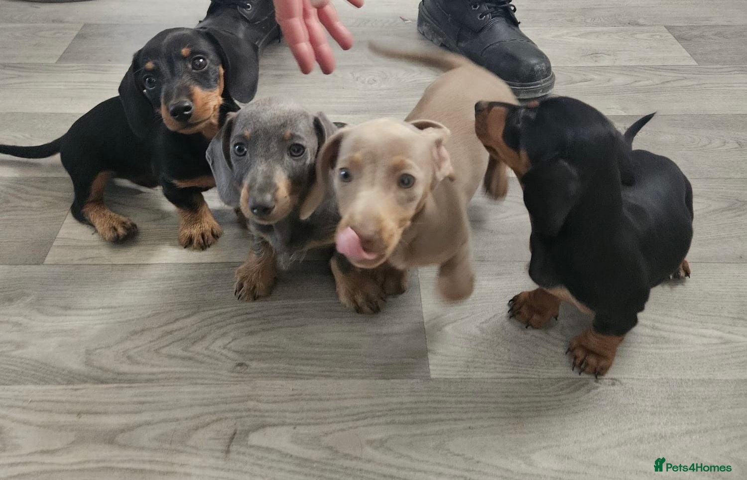 Dachshund dogs Ready Now!! - Miniature Dachshund Puppies - Advert 1