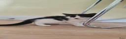 Mixed Breed cats for sale: Kittens  - Advert 21