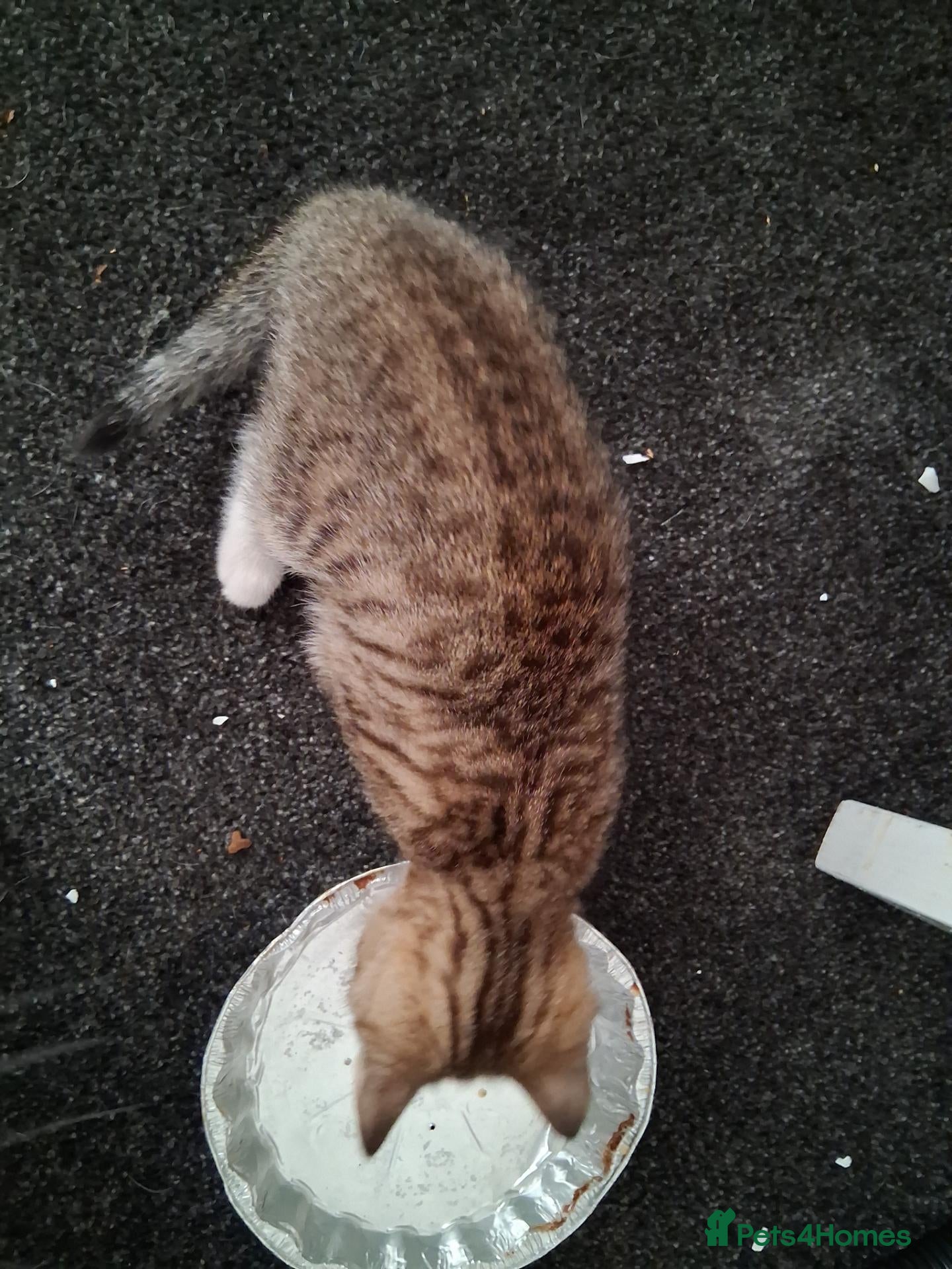 Mixed Breed cats Only tiger stripe female left - Advert 21