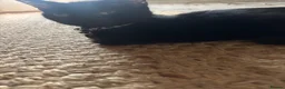 Domestic Shorthair cats for sale: Adorable black kittens  in Blackburn - Advert 14