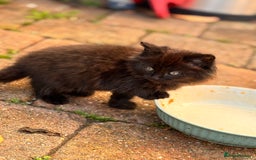 Mixed Breed cats for sale: two boys and a girl - Image 6