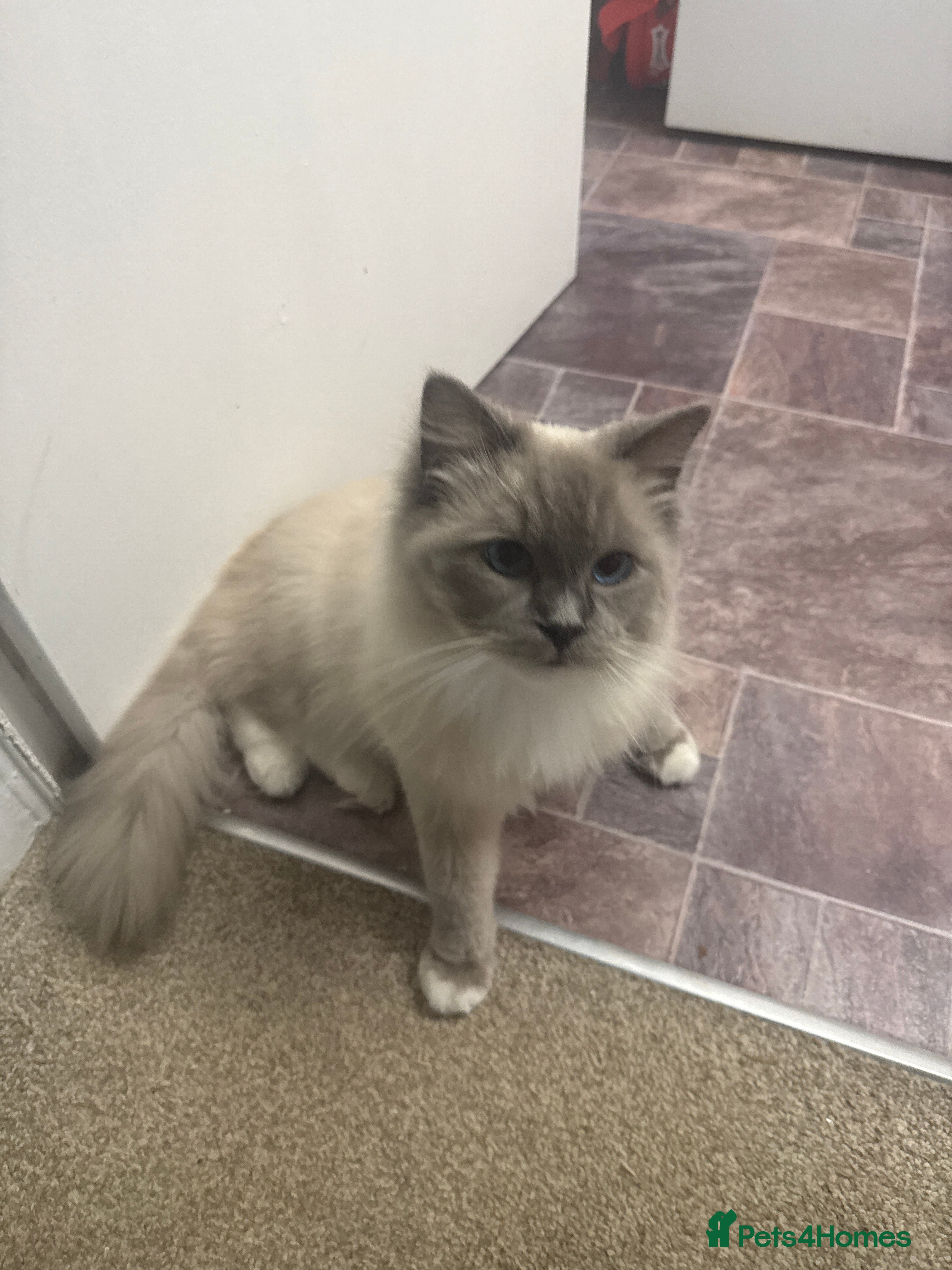 Ragdoll cats 1yr old ragdoll  in Knottingley - Advert 1