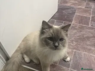 Ragdoll cats 1yr old ragdoll in Knottingley - Advert 1