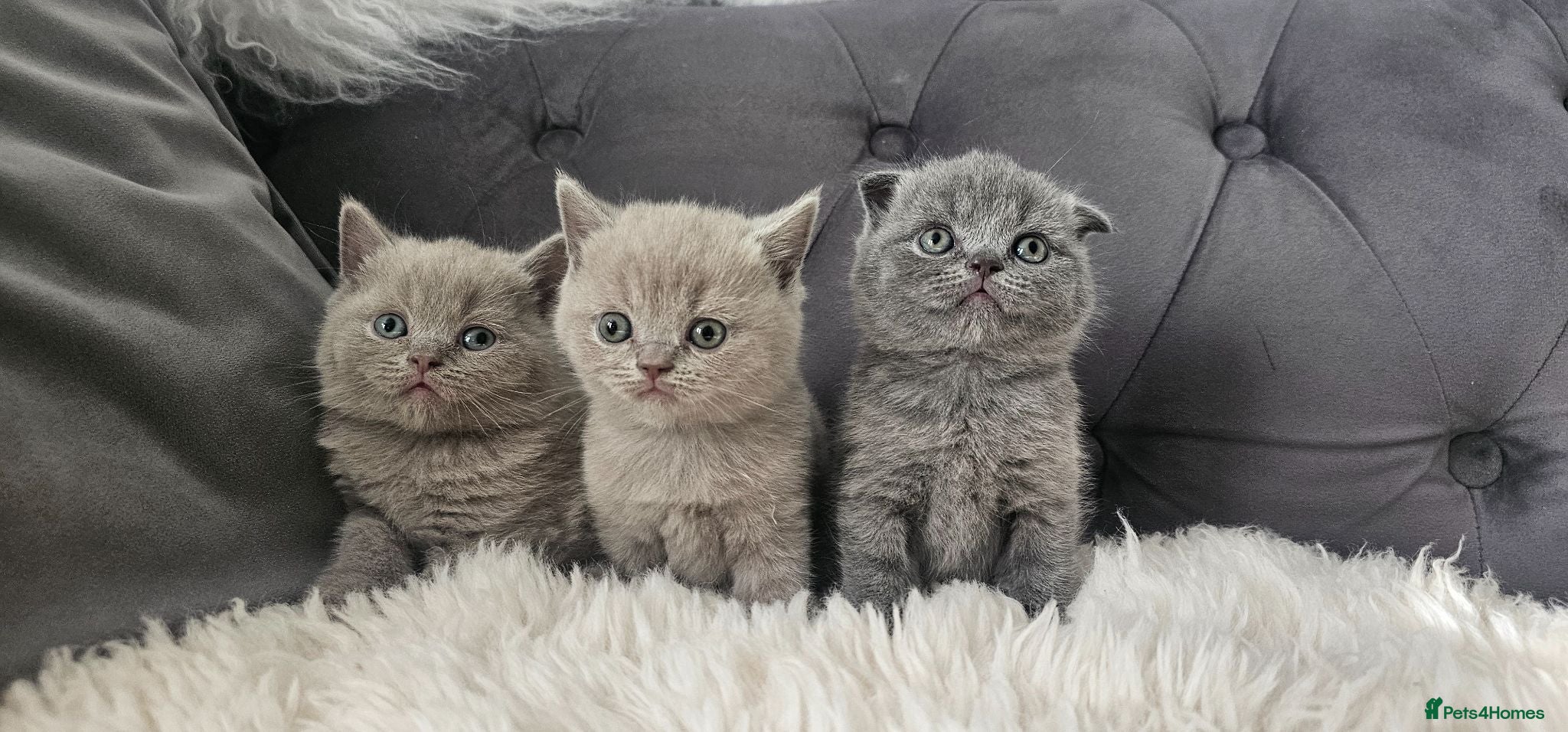 Scottish Fold cats 3 Scottish Fold Kittens  - Advert 2