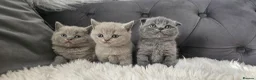 Scottish Fold cats for sale: 3 Scottish Fold Kittens  - Advert 2