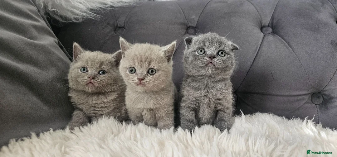 Scottish Fold cats for sale: 3 Scottish Fold Kittens  - Advert 2