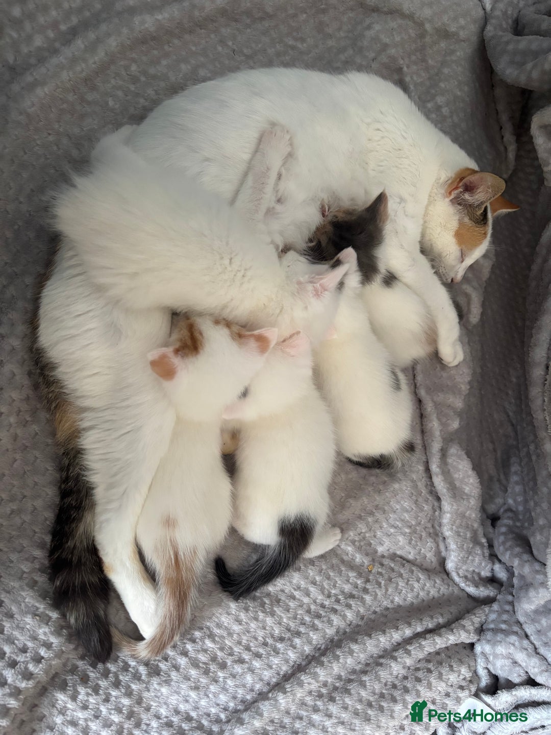 Mixed Breed cats for sale: 5 Adorable Fluffy White Playful Kittens  - Image 2