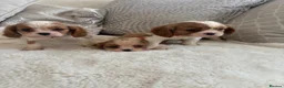 Cavalier King Charles Spaniel dogs for sale: Cavalier King Charles pups - Advert 12