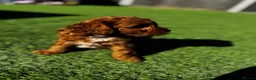 Cavapoo dogs for sale: Beautiful Red F1b Cavapoo - Viewings now welcome - Advert 23