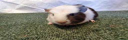 Guinea Pig rodents for sale: Guinea pigs  in Usk - Advert 17