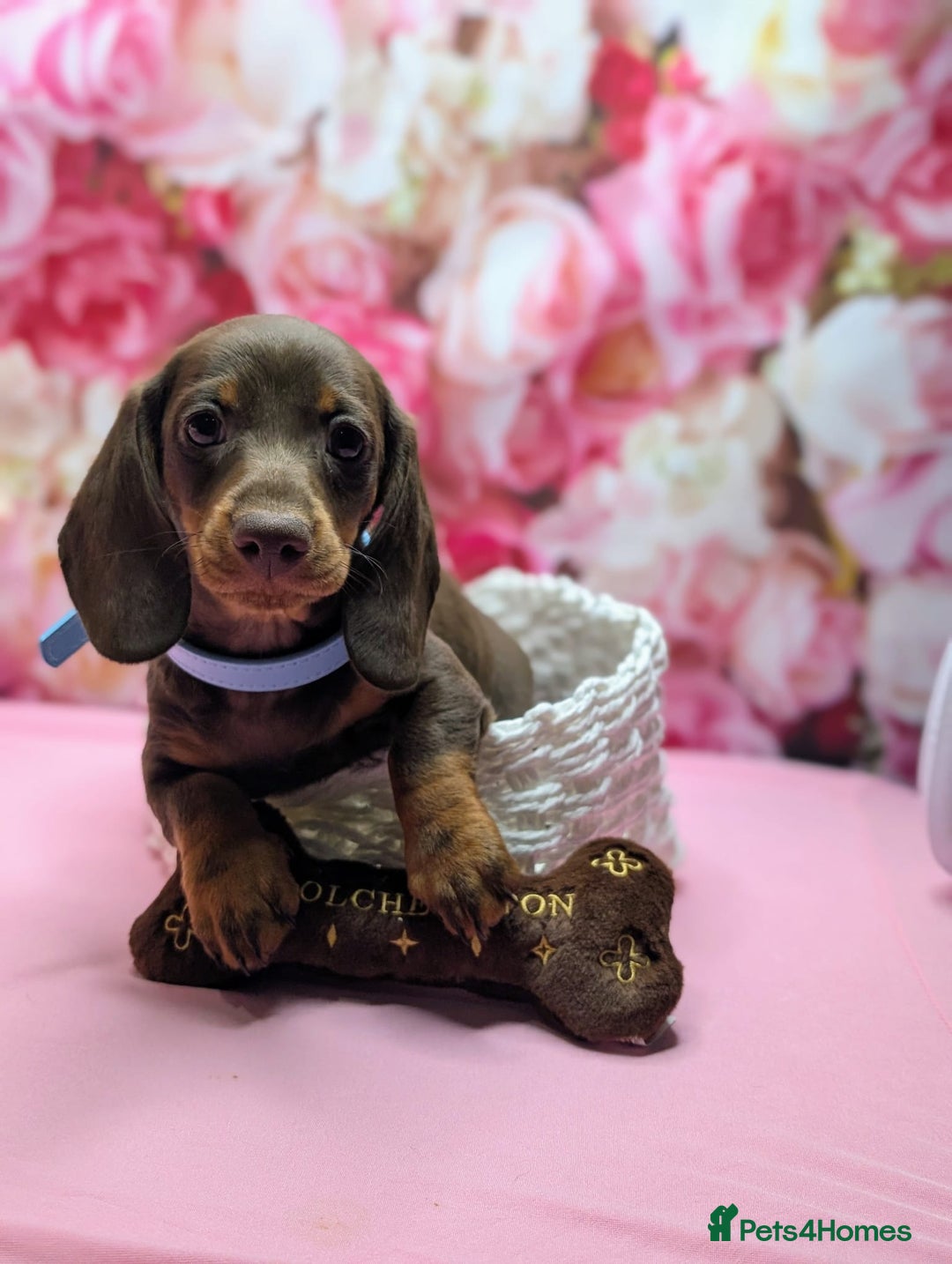 Miniature Dachshund dogs for sale: Adorable little of miniature daschunds  - Advert 36
