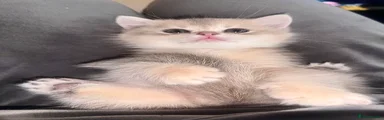 British Shorthair Alice