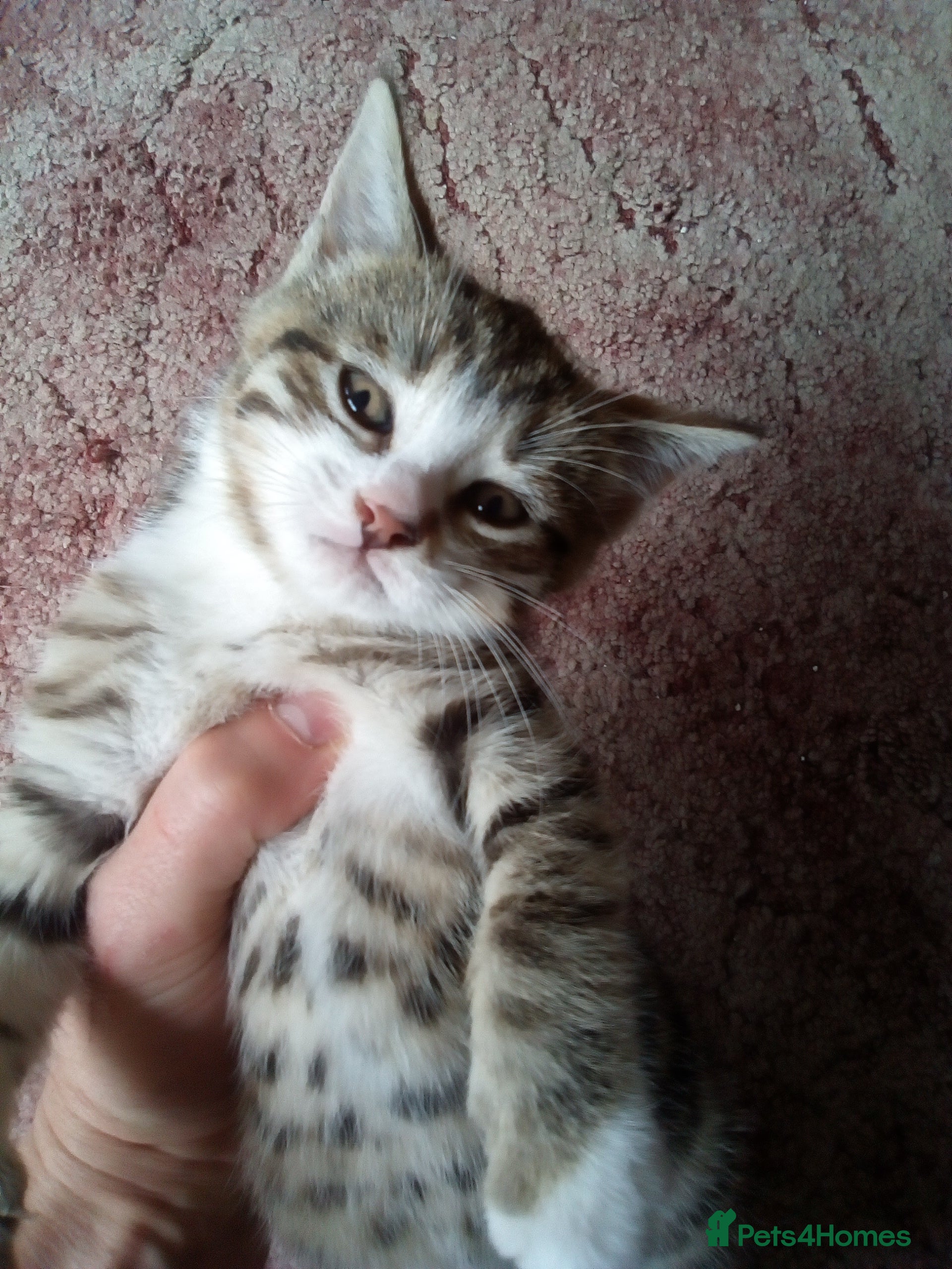 Mixed Breed cats Playful Kittens - Advert 7