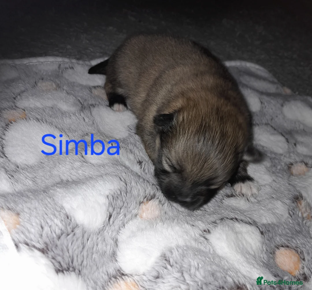 Pomeranian dogs for sale: Pomeranian  - Advert 6