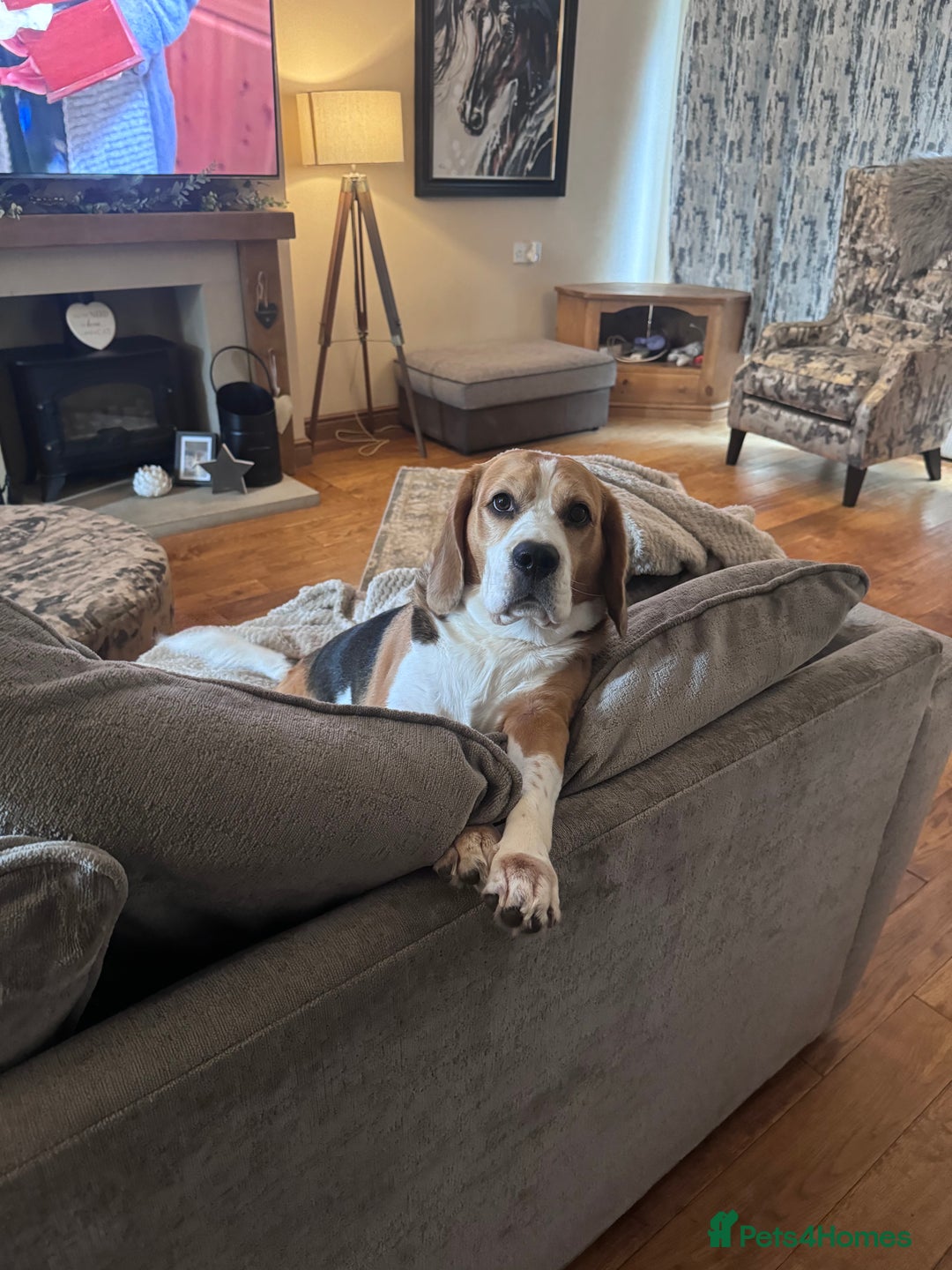Beagle dogs for sale: Rehoming x2 Beagles  - Advert 2