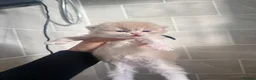 British Longhair cats for sale: Exceptional blh golden kittens  - Advert 12