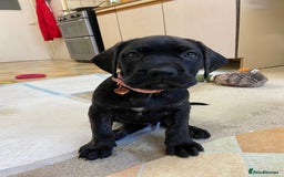 Mixed Breed dogs for sale: Family dog for Sale - Image 11