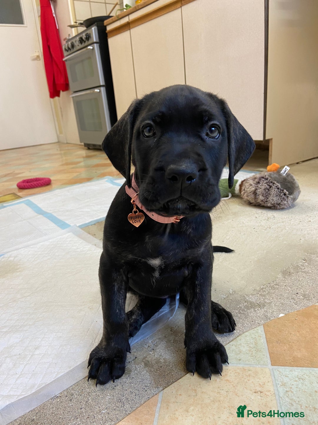 Mixed Breed dogs for sale: Family dog for Sale - Image 11