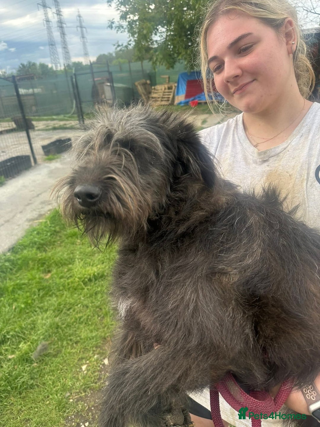 Mixed Breed dogs for adoption: Meet Lucy, currently residing in Cheshire  - Image 3