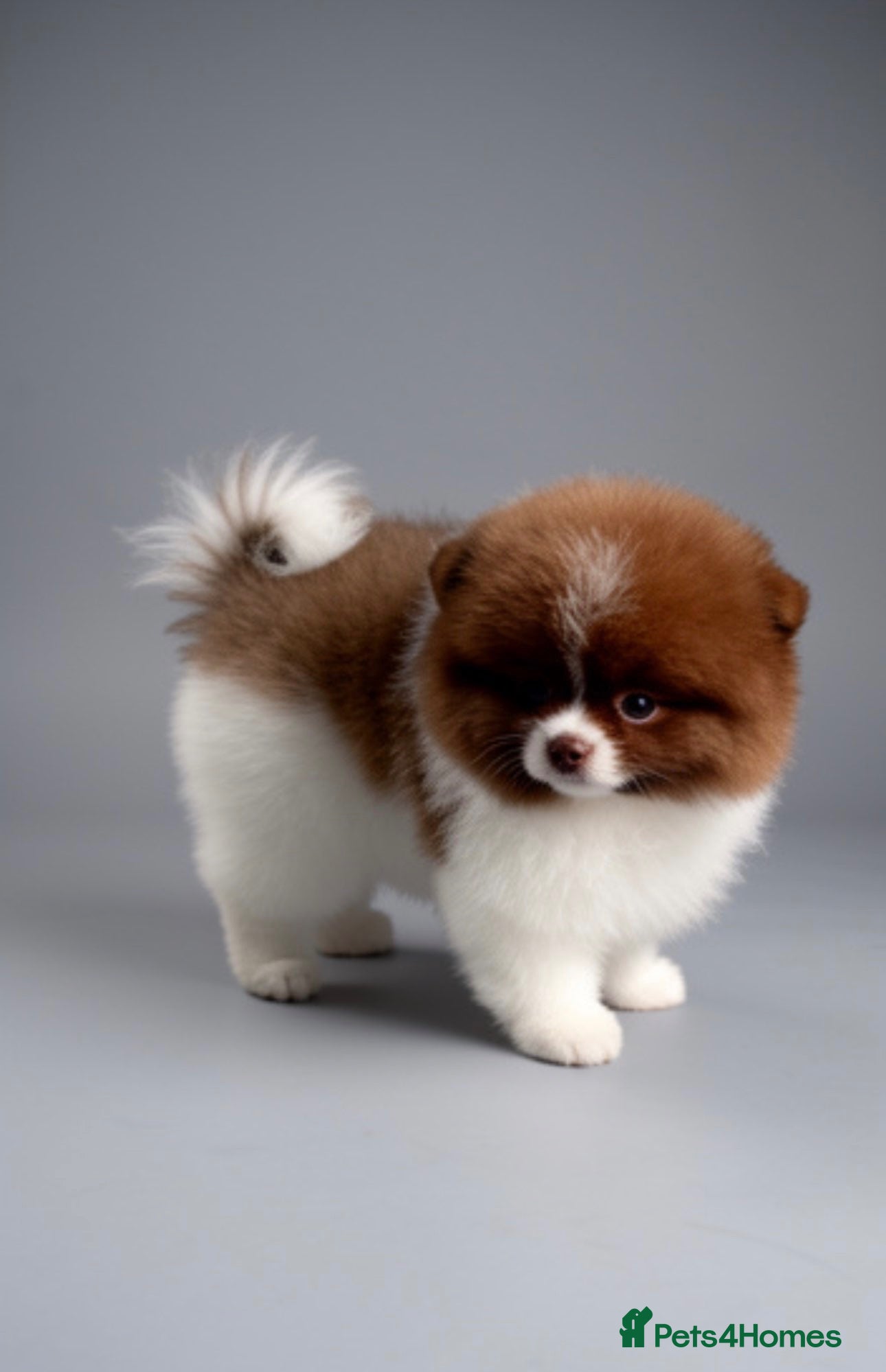 Pomeranian dogs ✨KC Champion bloodline ✨Teddy bear Poms  - Advert 4