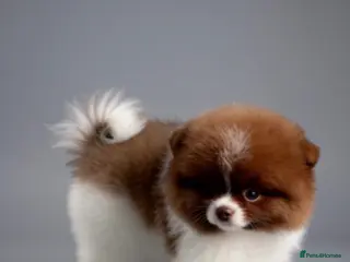 Pomeranian dogs ✨KC Champion bloodline ✨Teddy bear Poms - Advert 11