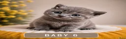 British Shorthair cats for sale: 6 gorgeous bsh girls for sale 💗 - Advert 6