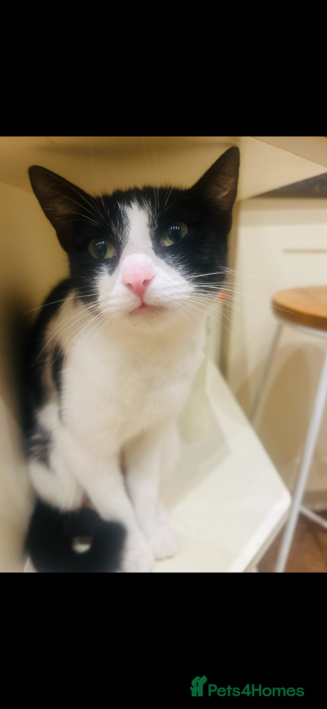 Domestic Shorthair cats for sale: Male black domestic shorthair  - Advert 2