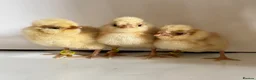 Chickens poultry for sale: Various breeds day old chicks  - Advert 4