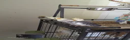 Cockatiels birds for sale: Baby cockatiel for sale - Advert 1