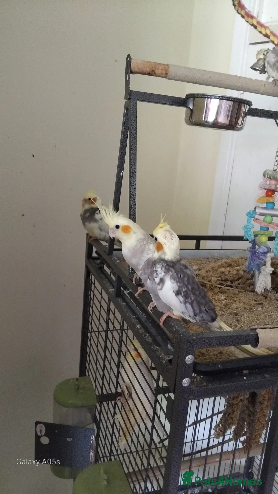 Cockatiels birds for sale: Baby cockatiel for sale - Advert 1