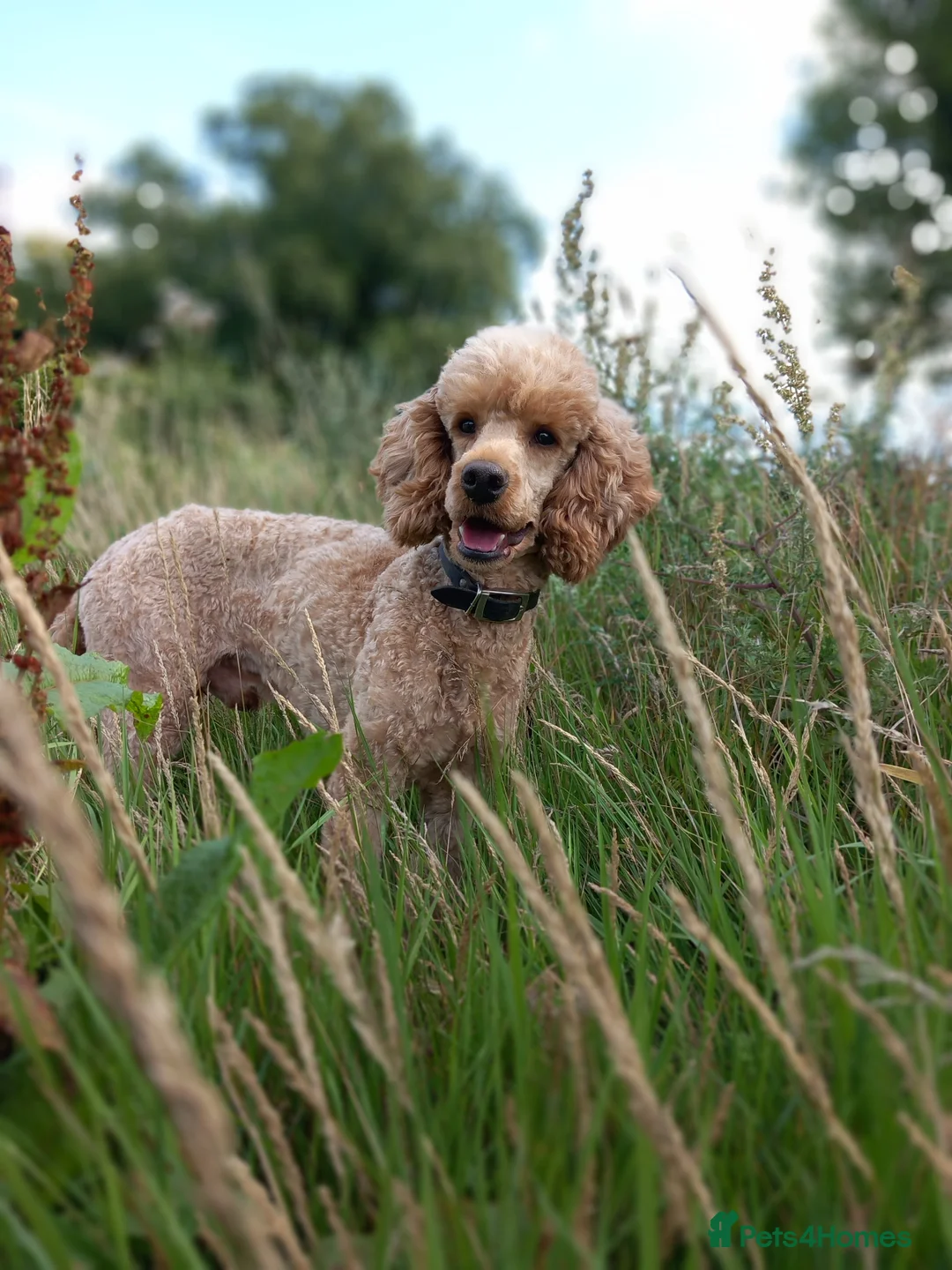 Miniature Poodle dogs for stud: KC reg Miniature Red Poodle For Stud in Thetford - Advert 5