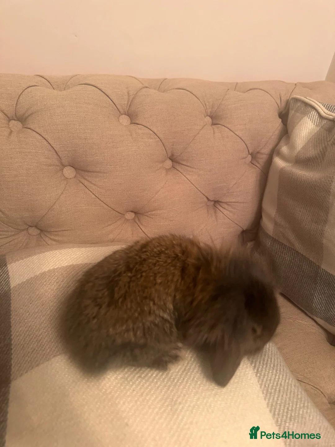 Mini Lop rabbits for sale: Ready to go today! 3 mini lops - Advert 12