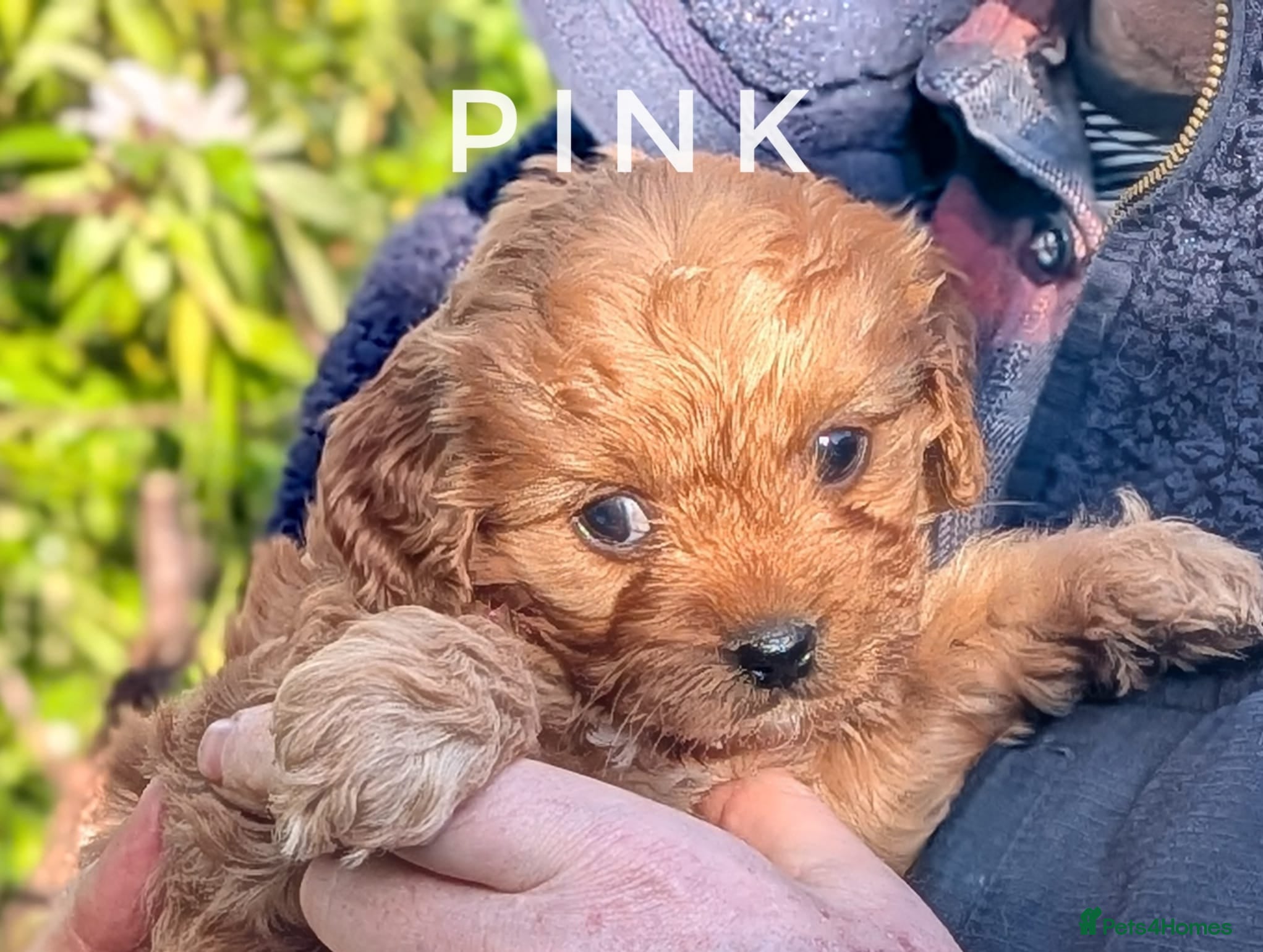 Cavapoo dogs Gorgeous, rare 'Splash' Cavapoo puppies - Advert 1
