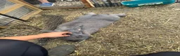 Continental Giant rabbits for sale: Pure Blue Male Continental Giant  - Advert 4