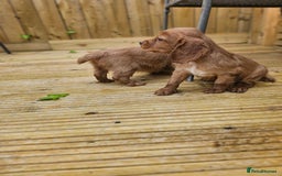 Cocker Spaniel dogs for sale: Health tested working cocker spaniels  - Image 14