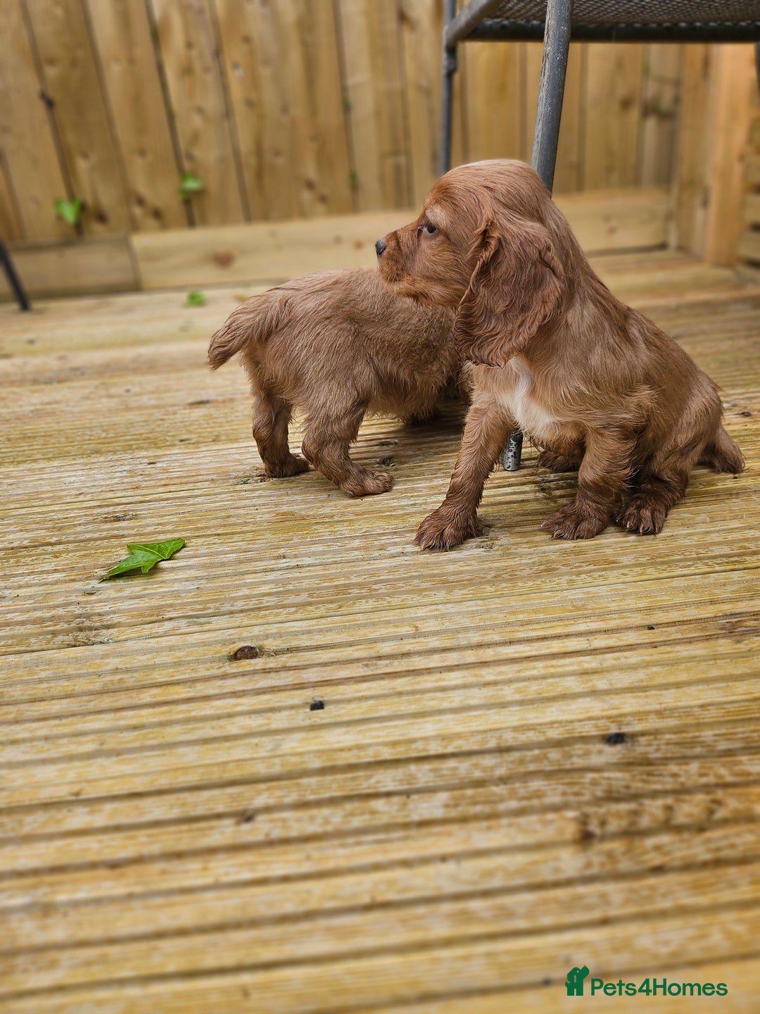 Cocker Spaniel dogs for sale: Health tested working cocker spaniels  - Image 14