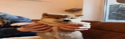 Japanese Shiba Inu dogs for sale: Kennel club registered Shiba Inu puppies  - Advert 20