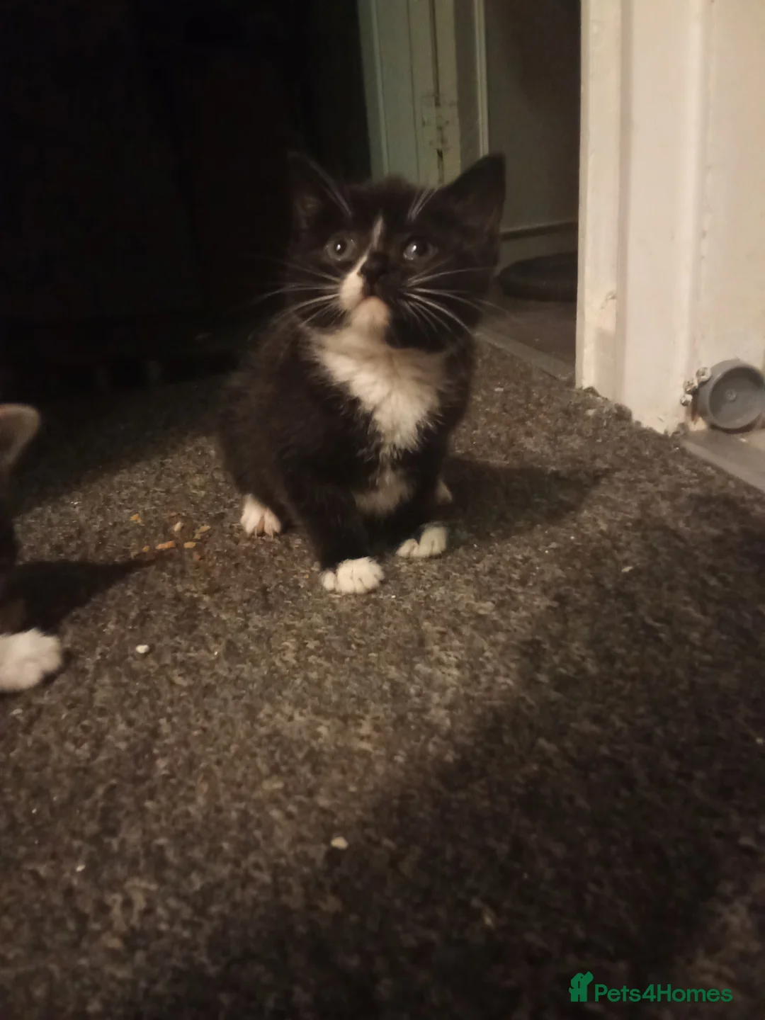 Ragdoll cats for sale: Kittens for sale  - Advert 11