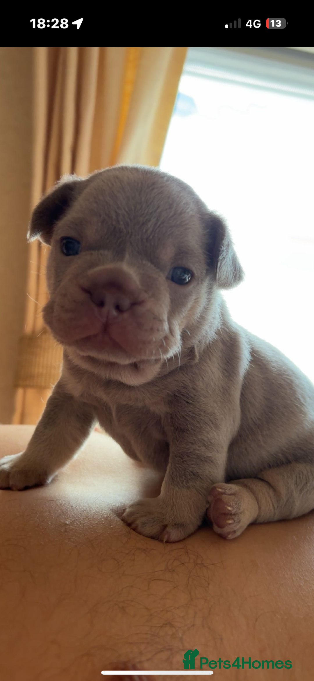 French Bulldog dogs for sale: Lilac and tan male, chocolate and tan female  - Image 7