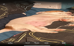 Jack Russell dogs for sale: Jack Russell bitch  - Advert 6