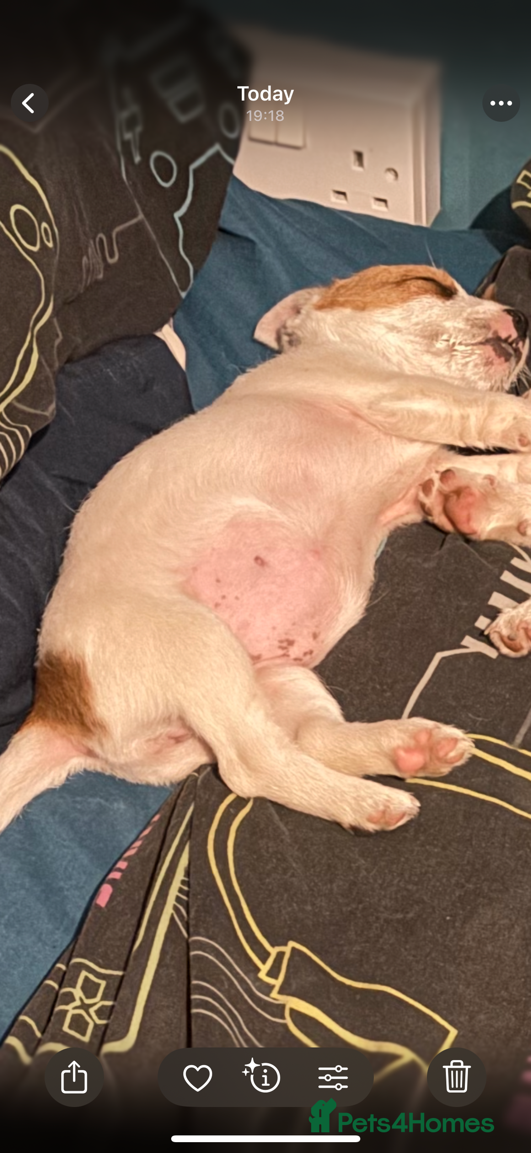 Jack Russell dogs for sale: Jack Russell bitch  - Advert 6