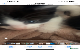 Mixed Breed cats for sale: Unexpected litter  - Image 5