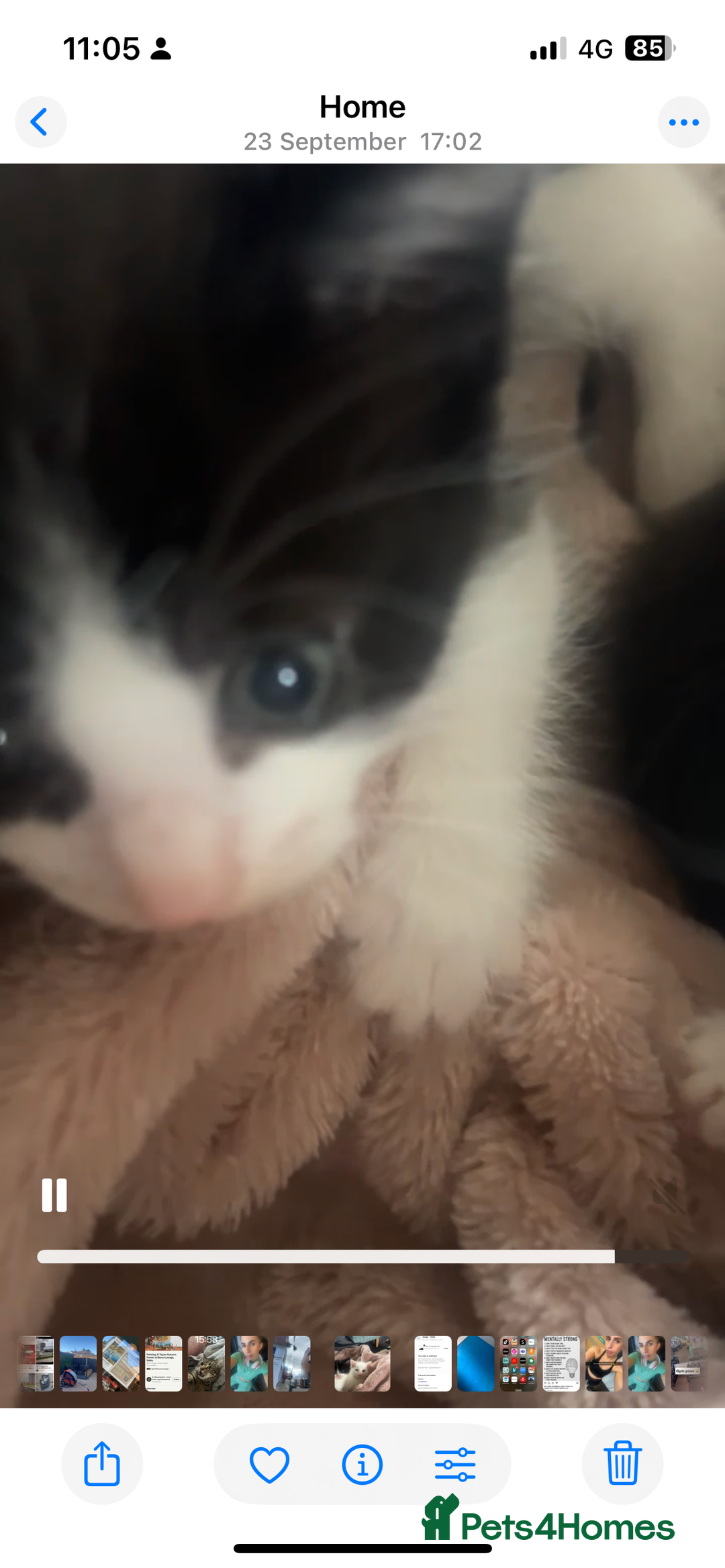 Mixed Breed cats for sale: Unexpected litter  - Image 5