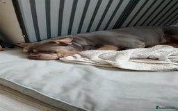 Shorty Bull dogs for sale: Pocket bully - Image 4