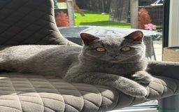 British Shorthair cats for sale: British Shorthaired Boy Kitten 5 months old - Image 1