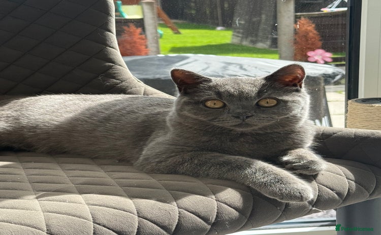 British Shorthair cats - Advert 10