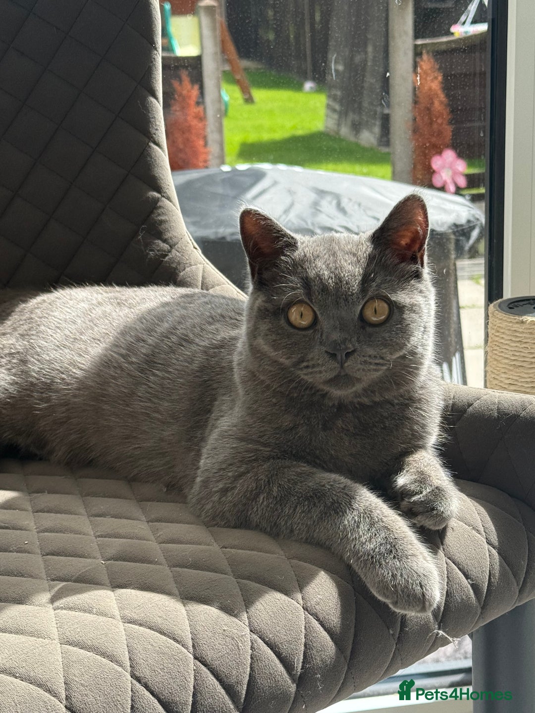British Shorthair cats for sale: British Shorthaired Boy Kitten 5 months old - Image 1